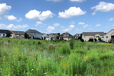 Open grassy field with wildflowers surrounded by a row of suburban homes under a bright blue sky.