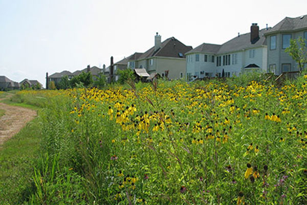 A row of houses borders a large field filled with yellow wildflowers and tall prairie grasses in one of Hubbell's conservation community.